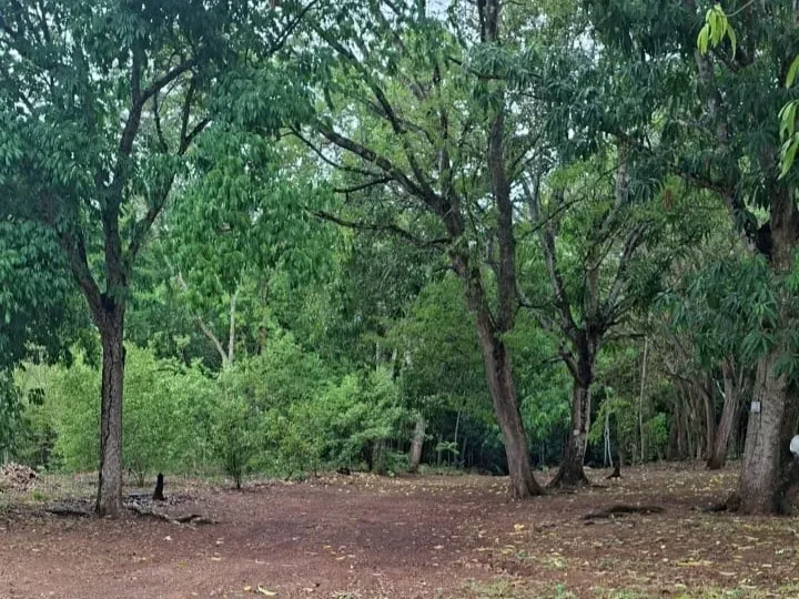 Sítio em Governador Edison Lobão/Maranhão — Ref KM7NN6 — Imagem 21