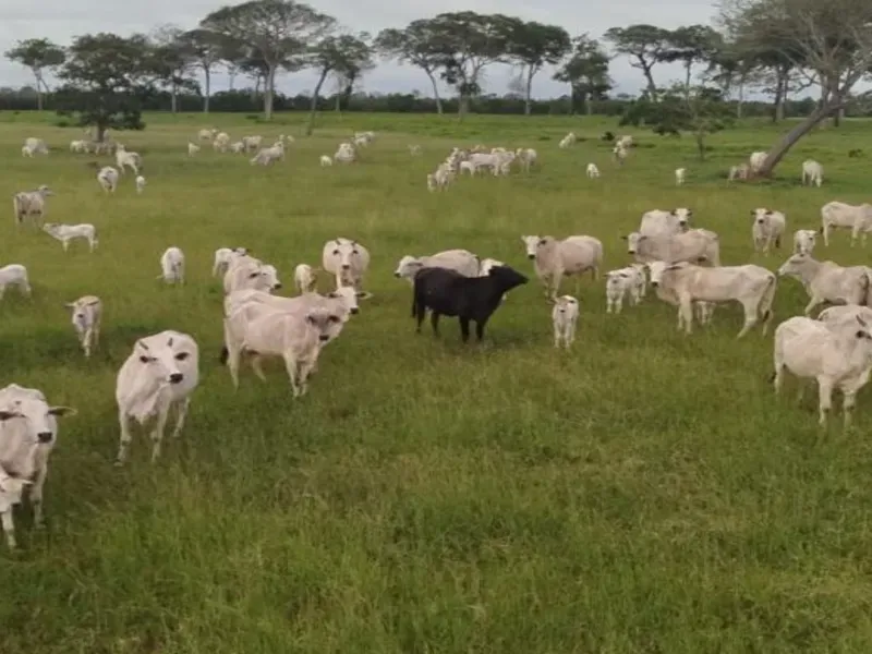 Fazenda em Barra do Garças/Mato Grosso — Ref 48KQ42 — Imagem 2