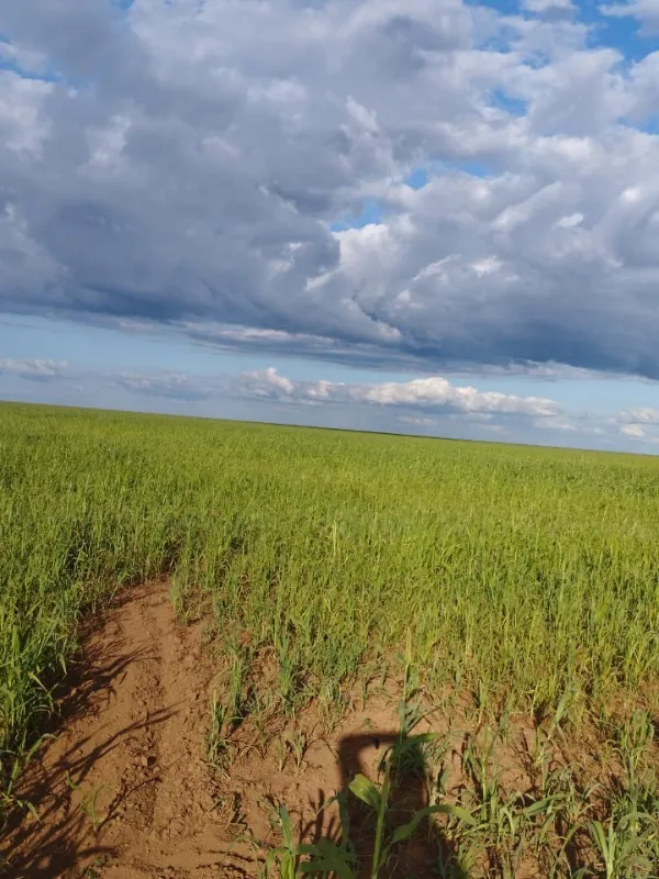 Fazenda em Fernando Falcão/Maranhão — Ref NGKPK5 — Imagem 3