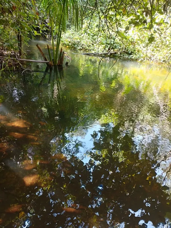 Fazenda em Fernando Falcão/Maranhão — Ref NGKPK5 — Imagem 11