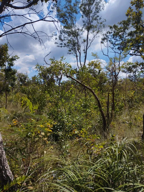 Fazenda em Fernando Falcão/Maranhão — Ref NGKPK5 — Imagem 13