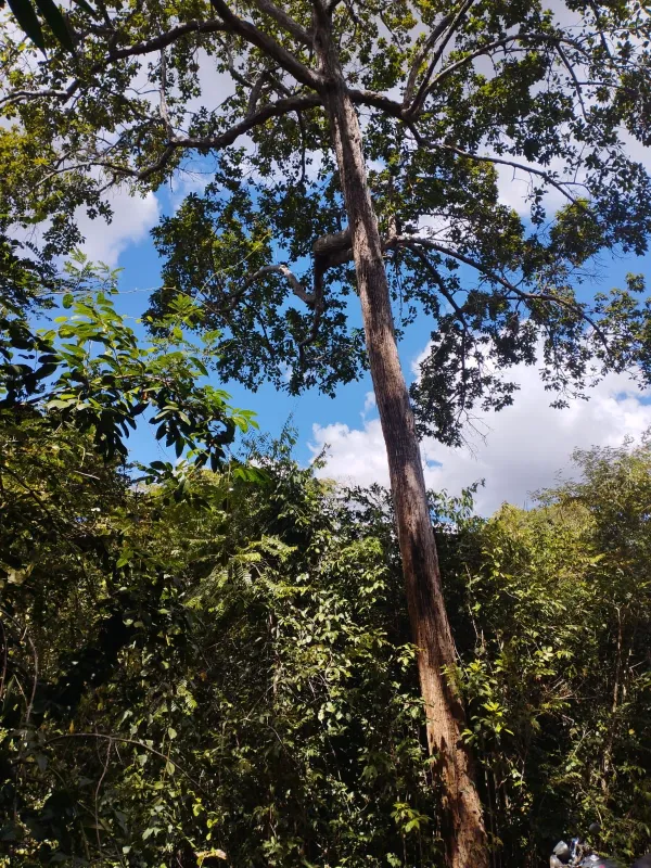 Fazenda em Fernando Falcão/Maranhão — Ref NGKPK5 — Imagem 14