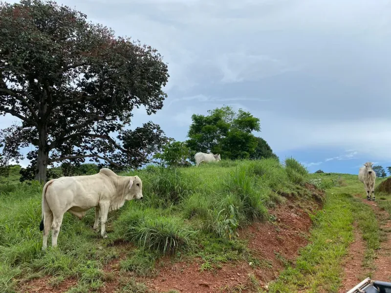 Fazenda em Israelândia/Goiás — Ref 8MVWDL — Imagem 20