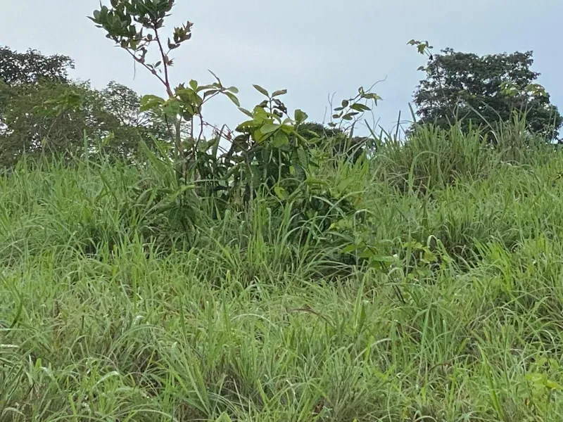 Fazenda em Israelândia/Goiás — Ref 8MVWDL — Imagem 23