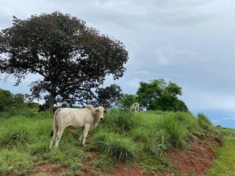 Fazenda em Israelândia/Goiás — Ref 8MVWDL — Imagem 24