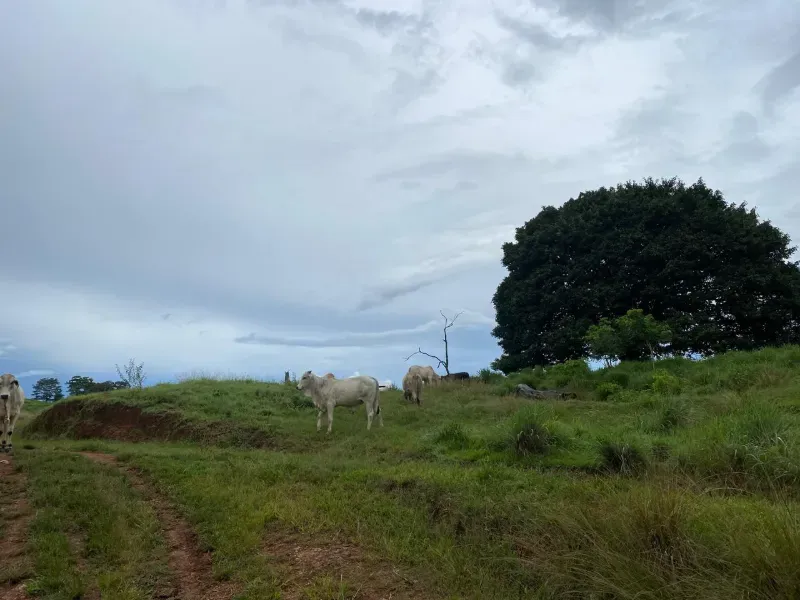 Fazenda em Israelândia/Goiás — Ref 8MVWDL — Imagem 25