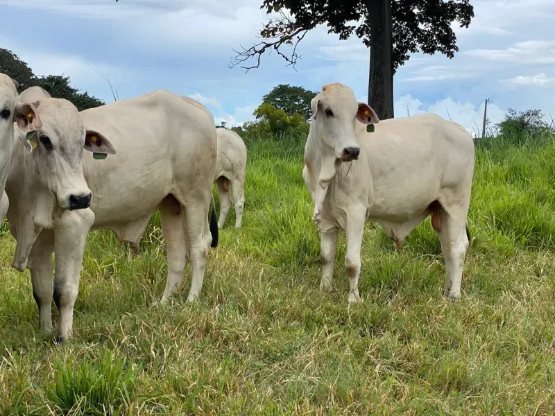 Fazenda em Israelândia/Goiás — Ref 8MVWDL — Imagem 34