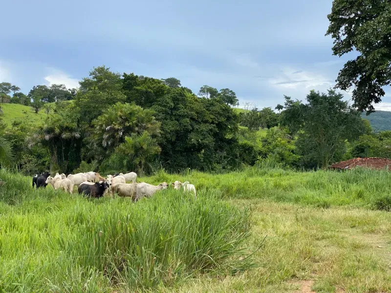 Fazenda em Israelândia/Goiás — Ref 8MVWDL — Imagem 35