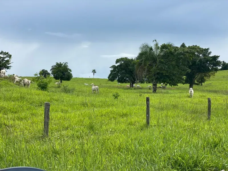 Fazenda em Israelândia/Goiás — Ref 8MVWDL — Imagem 58