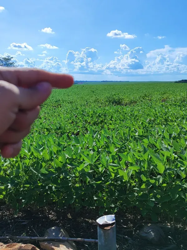 Sítio em Tabaporã/Mato Grosso — Ref 31W437 — Imagem 5