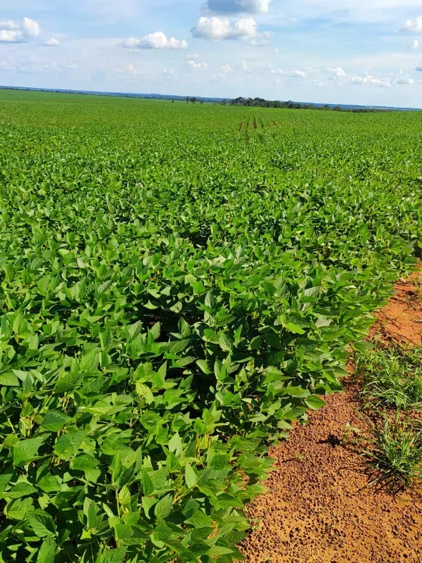 Sítio em Tabaporã/Mato Grosso — Ref 31W437 — Imagem 4