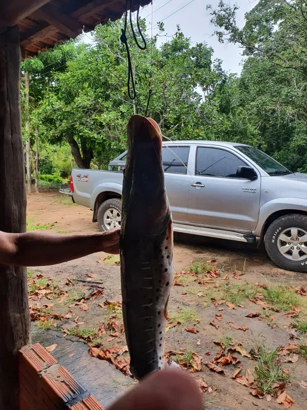 Sítio em Terenos/Mato Grosso do Sul — Ref BXYTAM — Imagem 7