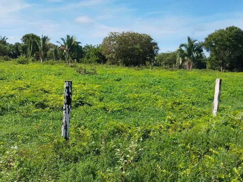 Fazenda em São Félix do Araguaia/Mato Grosso — Ref SASUS9 — Imagem 19