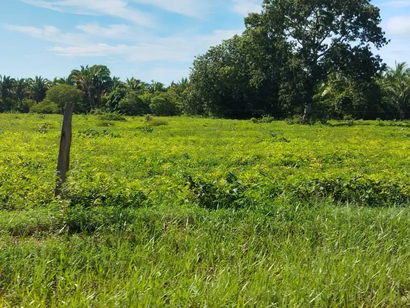 Fazenda em São Félix do Araguaia/Mato Grosso — Ref SASUS9 — Imagem 24
