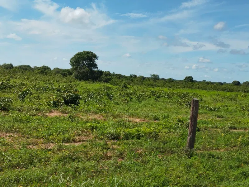 Fazenda em São Félix do Araguaia/Mato Grosso — Ref SASUS9 — Imagem 26