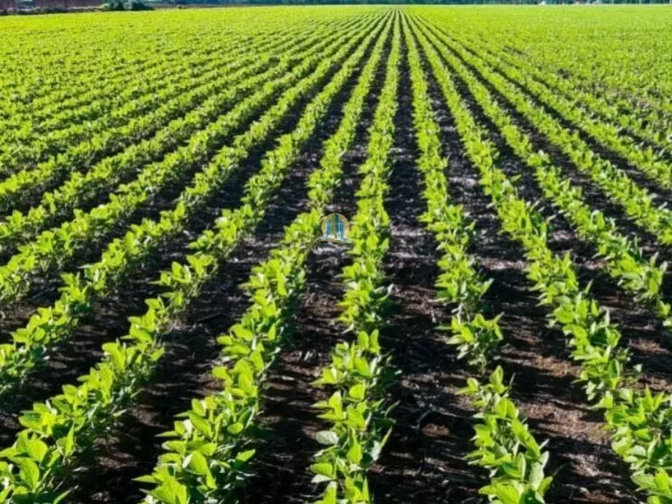 Fazenda em Nova Ubiratã/Mato Grosso — Ref 0QX883 — Imagem 3