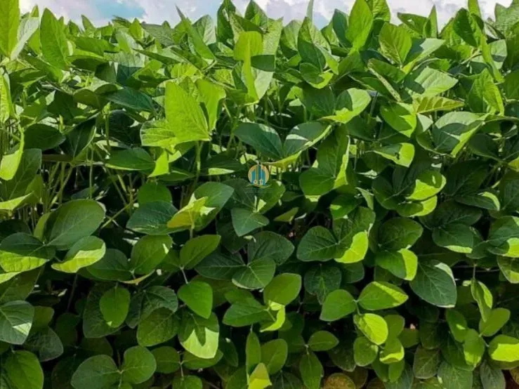 Fazenda em Nova Ubiratã/Mato Grosso — Ref 0QX883 — Imagem 5