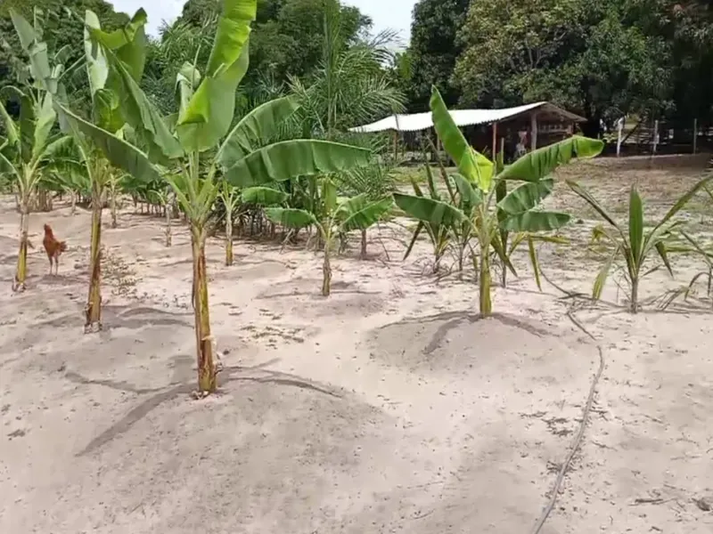 Fazenda em Bom Jardim de Goiás/Goiás — Ref WT8U9O — Imagem 17
