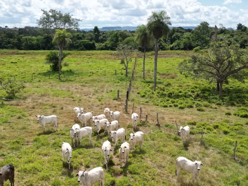 Fazenda em Babaçulândia/Tocantins — Ref OGV8PB — Imagem 6