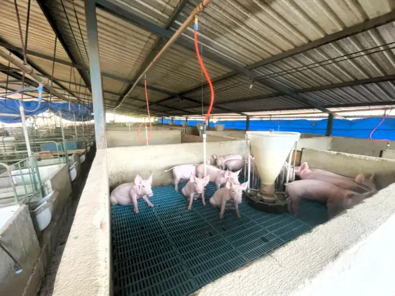 Fazenda em Cezarina/Goiás — Ref 38LWLT — Imagem 11