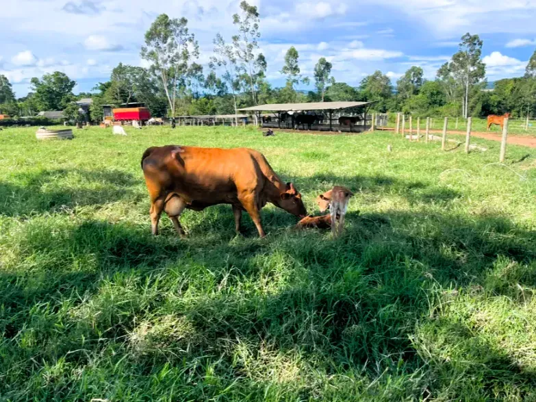 Fazenda em Cezarina/Goiás — Ref 38LWLT — Imagem 16