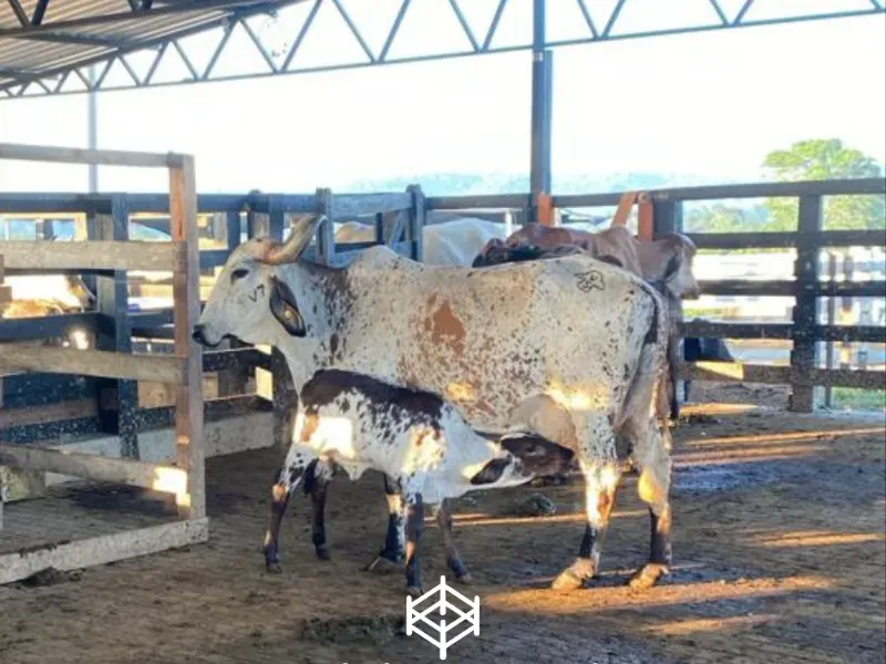 Fazenda em Santarém/Pará — Ref JYZCA2 — Imagem 2