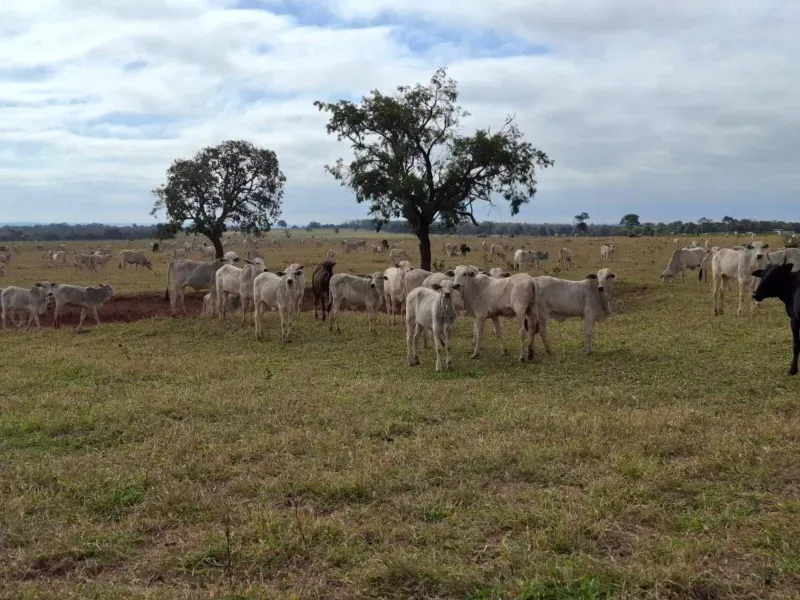 Fazenda em Campo Grande/Mato Grosso do Sul — Ref JQHO0G — Imagem 8