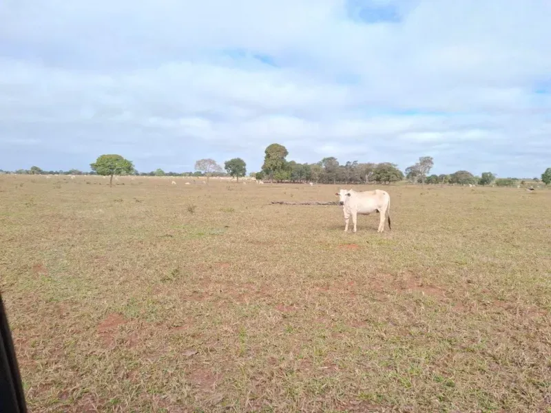 Fazenda em Campo Grande/Mato Grosso do Sul — Ref JQHO0G — Imagem 11