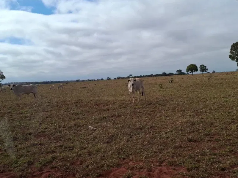 Fazenda em Campo Grande/Mato Grosso do Sul — Ref JQHO0G — Imagem 12