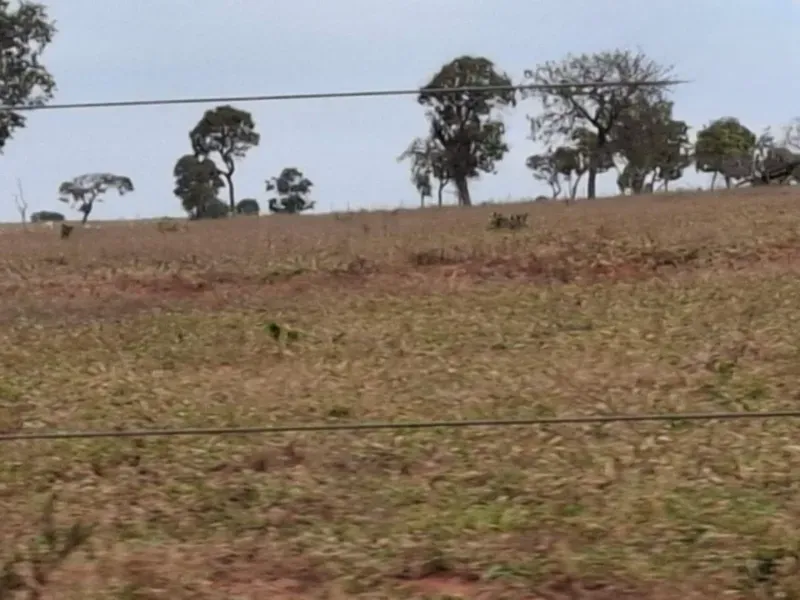 Fazenda em Campo Grande/Mato Grosso do Sul — Ref JQHO0G — Imagem 14