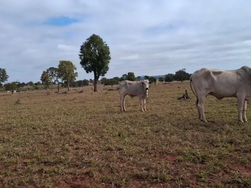 Fazenda em Campo Grande/Mato Grosso do Sul — Ref JQHO0G — Imagem 18