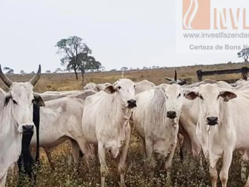 Fazenda em Campo Grande/Mato Grosso do Sul — Ref DK36JT — Imagem 20