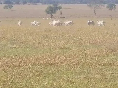 Fazenda em Campo Grande/Mato Grosso do Sul — Ref DK36JT — Imagem 21