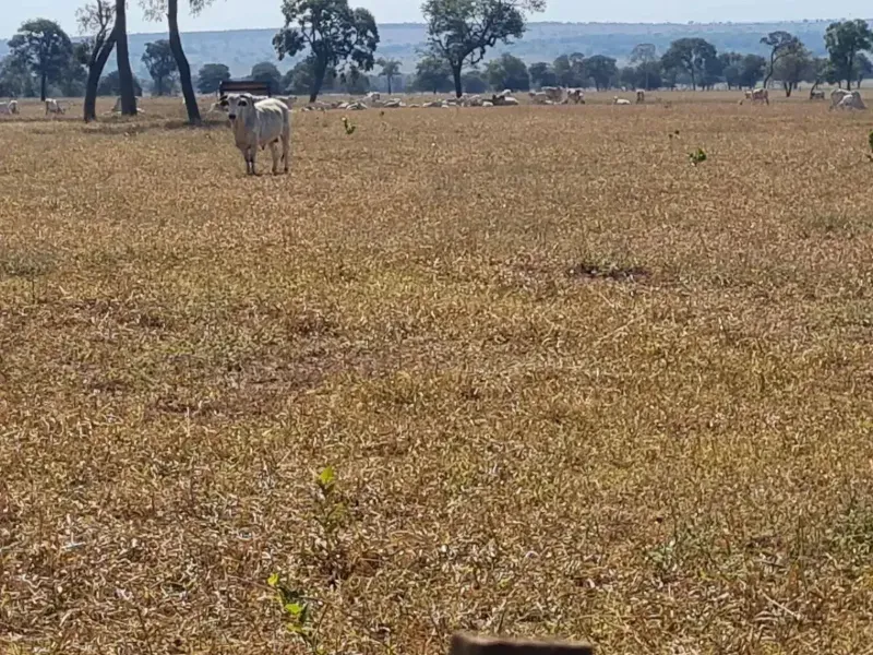 Fazenda em Campo Grande/Mato Grosso do Sul — Ref DK36JT — Imagem 23