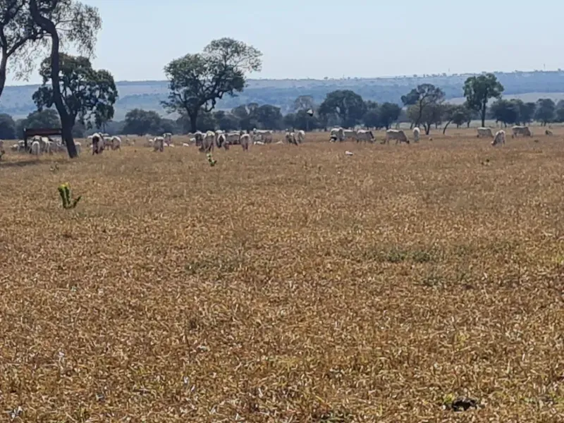 Fazenda em Campo Grande/Mato Grosso do Sul — Ref DK36JT — Imagem 24