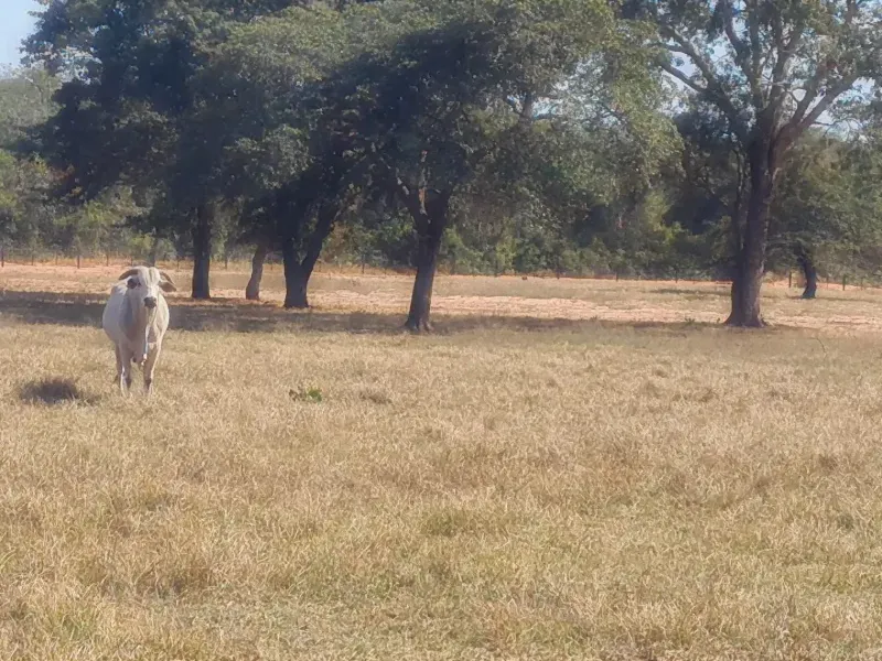 Fazenda em Campo Grande/Mato Grosso do Sul — Ref DK36JT — Imagem 30