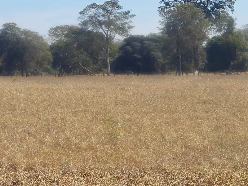 Fazenda em Campo Grande/Mato Grosso do Sul — Ref DK36JT — Imagem 31