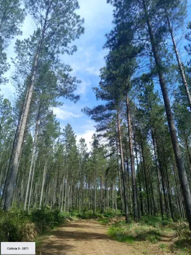 Fazenda em Mallet/Paraná — Ref CKF8SB — Imagem 2