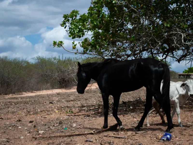 Fazenda em João Câmara/Rio Grande do Norte — Ref KWCQ7V — Imagem 2