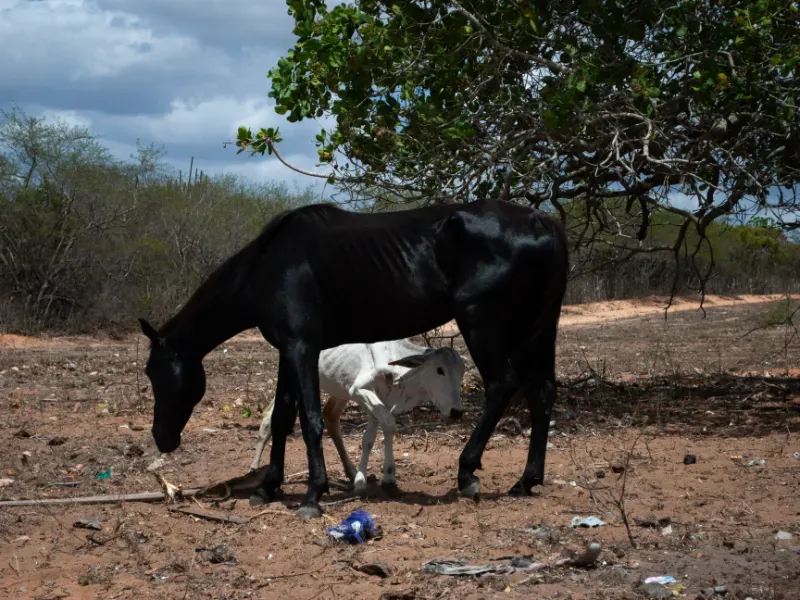Fazenda em João Câmara/Rio Grande do Norte — Ref KWCQ7V — Imagem 3