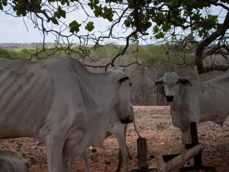 Fazenda em João Câmara/Rio Grande do Norte — Ref KWCQ7V — Imagem 18