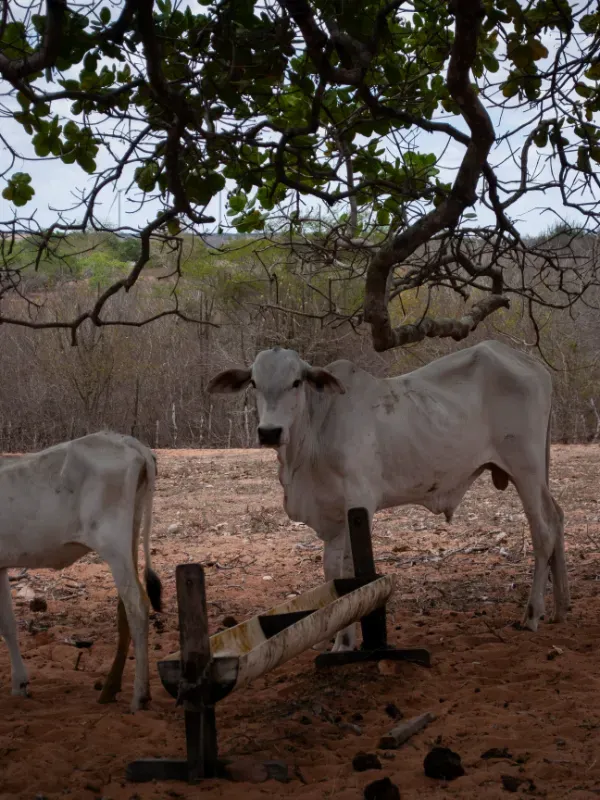 Fazenda em João Câmara/Rio Grande do Norte — Ref KWCQ7V — Imagem 19
