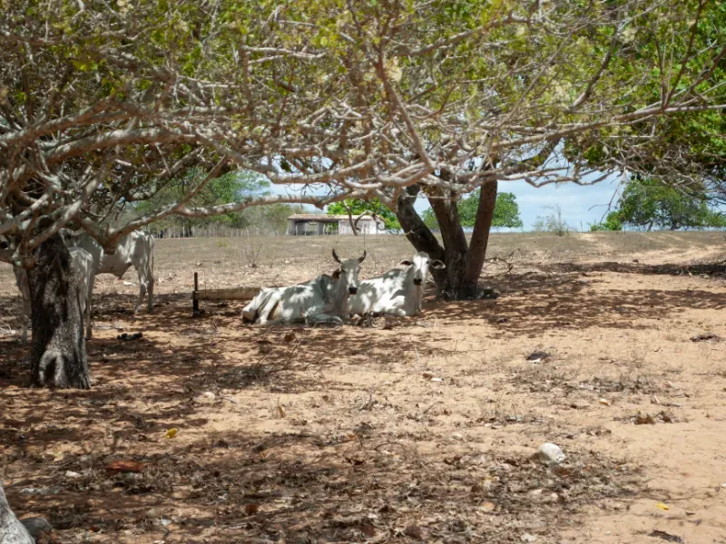 Fazenda em João Câmara/Rio Grande do Norte — Ref KWCQ7V — Imagem 24