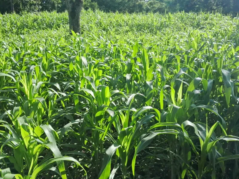 Sítio em Rosário Oeste/Mato Grosso — Ref MWK2RD — Imagem 2