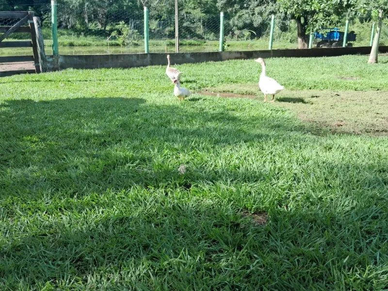 Sítio em Rosário Oeste/Mato Grosso — Ref MWK2RD — Imagem 5