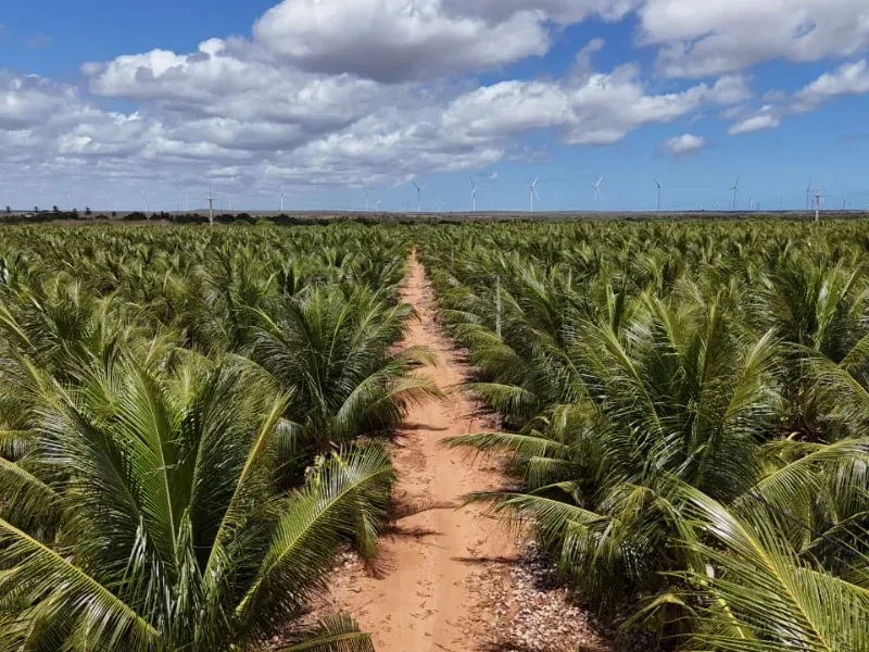 Fazenda em Touros/Rio Grande do Norte — Ref 6H9WPI — Imagem 5