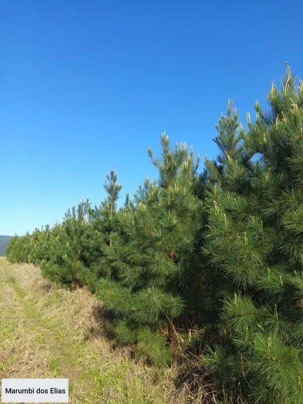 Fazenda em Rio Azul/Paraná — Ref 0RKZLI — Imagem 2