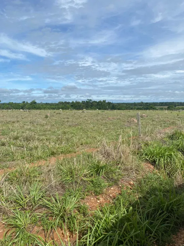 Fazenda em Alto Paraguai/Mato Grosso — Ref UMVHEQ — Imagem 15