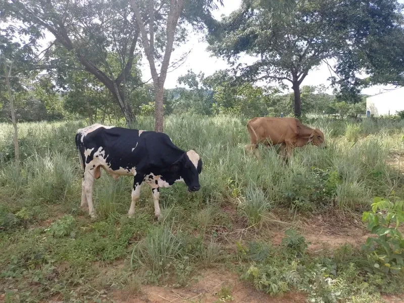 Fazenda em Buritis/Minas Gerais — Ref 0ETHMC — Imagem 25