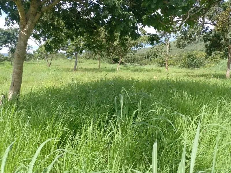 Fazenda em Buritis/Minas Gerais — Ref 0ETHMC — Imagem 30